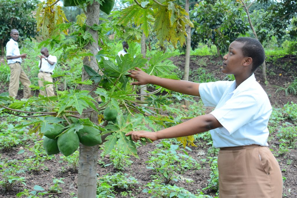 Students engage in hands-on environment conservation by monitoring fruit trees planted within their school community.